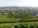 Weinberge oberhalb Großheppach